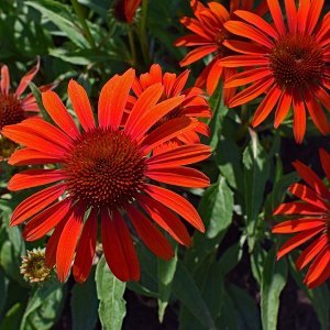 Echinacea purpurová (Echinacea purpurea) ´BALSOMADOR´, kont. P9